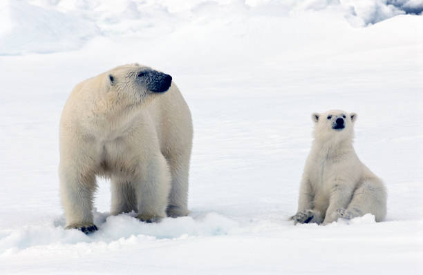 istock Polar Bear (Ursus maritimus) adult and cub on pack ice 1284752525