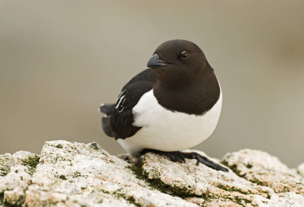 istock Little Auk, Little Alk, All All 1284752571