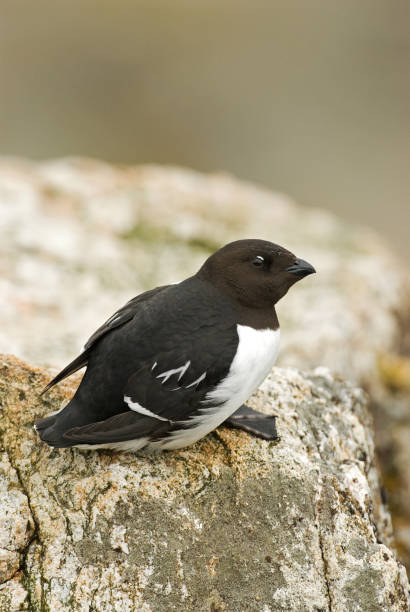 istock Little Auk, Little Alk, All All 1284752579