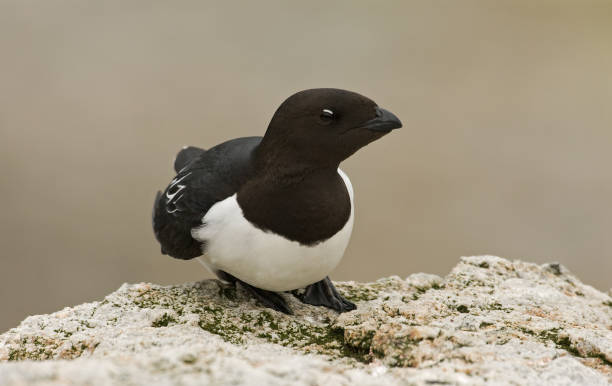 istock Little Auk, Little Alk, All All 1284752651