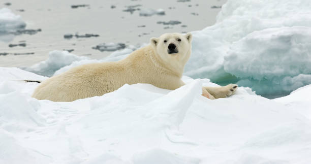 istock Polar Bear, IJsbeer, Ursus maritimus 1284752724