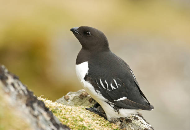 istock Little Auk, Little Alk, All All 1284752739