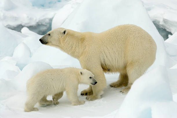 istock IJsbeer, Polar Bear, Ursus maritimus 1284752753