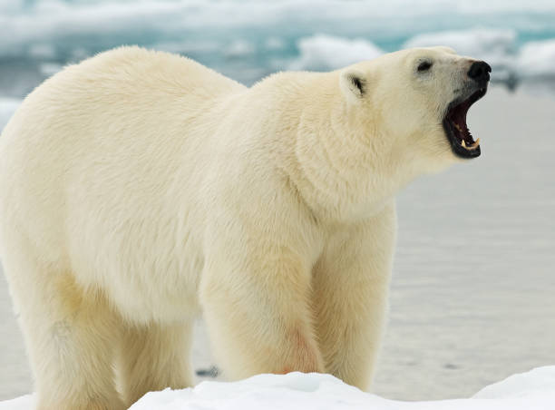 istock Polar Bear, IJsbeer, Ursus maritimus 1284752779