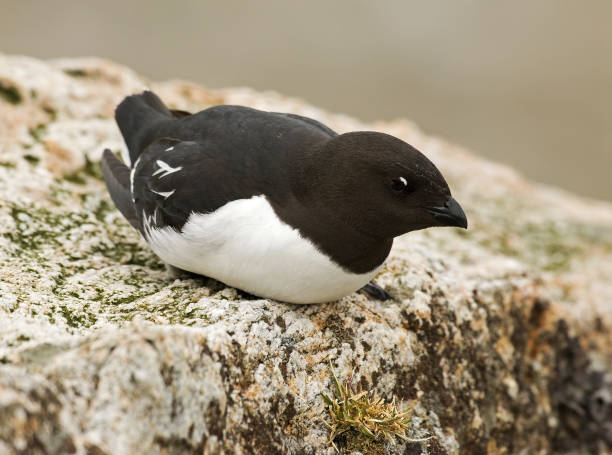 istock Little Auk, Little Alk, All All 1284752789