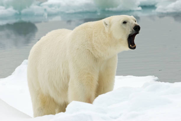 istock Polar Bear, IJsbeer, Ursus maritimus 1284752899