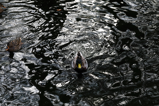 Black ripples made on the water by autumn winds are added to by the antics of two mallard ducks (Anas platyrhynchos).