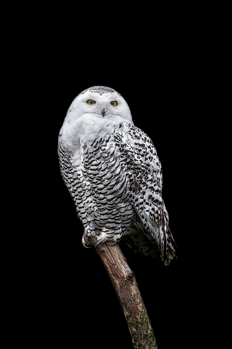snow owl looking at camera on black background