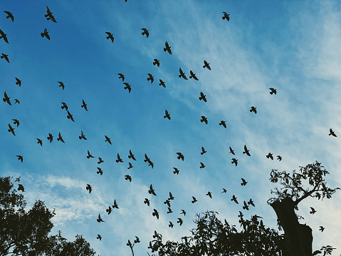 Large flock of birds at dusk silhouetted flying above