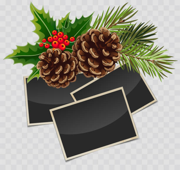 illustrations, cliparts, dessins animés et icônes de branche vectorielle de l’arbre de noël avec le cône de pin et les cadres rétro de photo avec des ombres transparentes - pine tree pine cone branch isolated