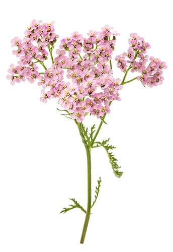 Pink  yarrow flowers isolated  on  white background