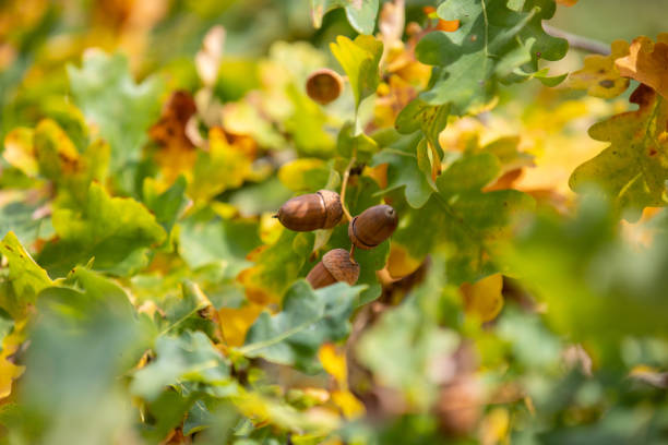 istock Ripe acorns on an oak tree in autumn 1284757629