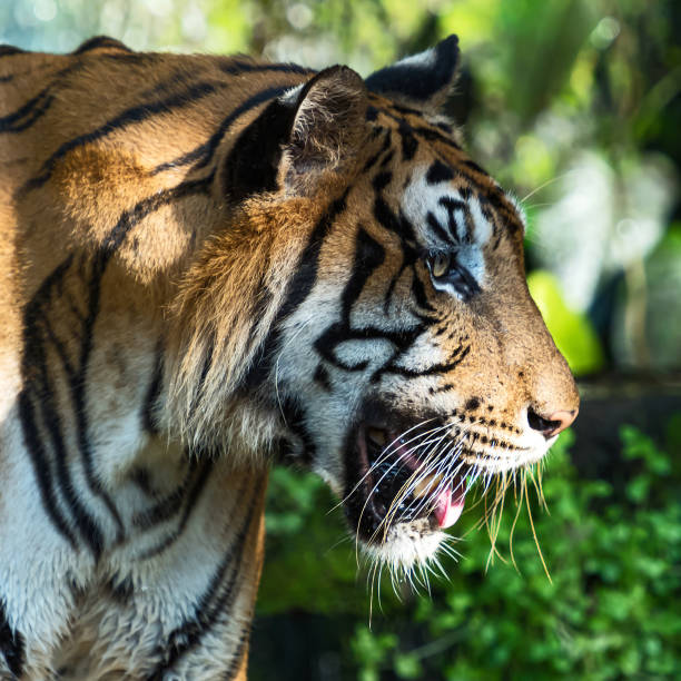 istock Photos of tiger naturally. 1284757732
