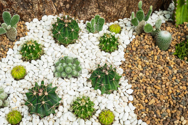 istock Beautiful tropical cactus garden 1284757736