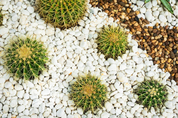 istock Beautiful tropical cactus garden 1284757745