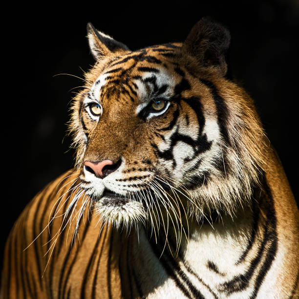 istock Photos of tiger naturally. 1284757747