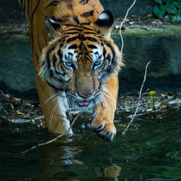 istock Photos of tiger naturally. 1284757760