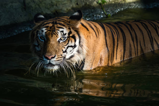 istock Photos of tiger naturally. 1284757766