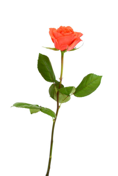 istock Single orange rose with leaves isolated on white 1284757913