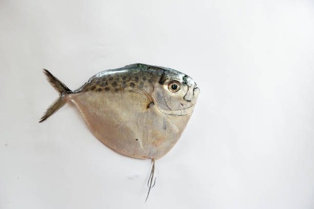 Fresh Razor moonfish/Razor Trevally Fish isolated on whitebackground.