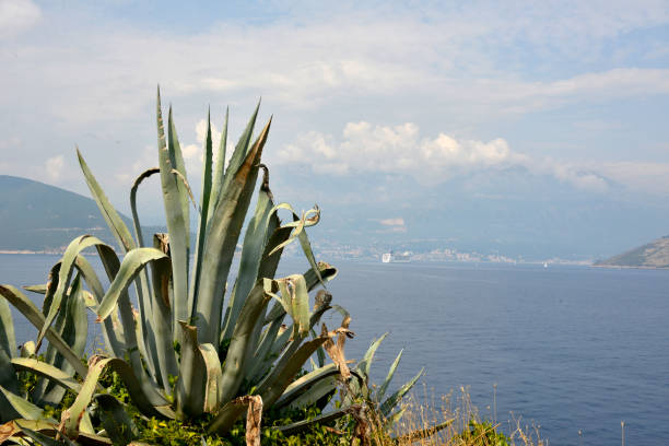Large agave growing on a cliff above the sea