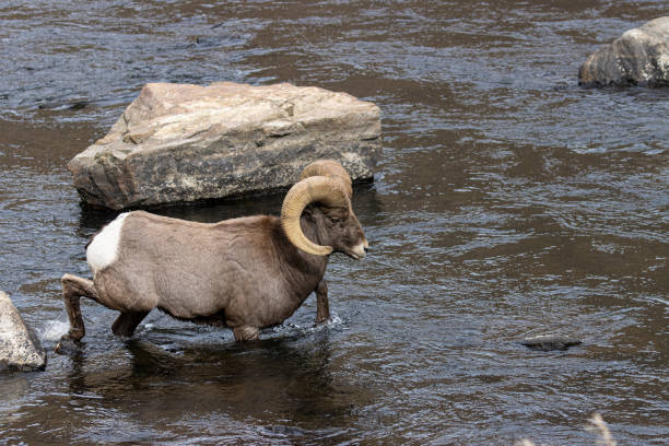 istock Waterton Bighorn 1284758895