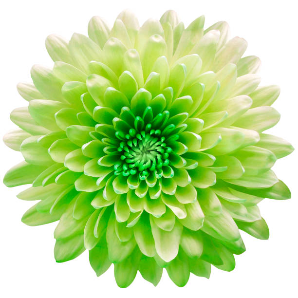 istock green flower  chrysanthemum on a white  isolated background with clipping path. Closeup. For design. Nature. 1284758953