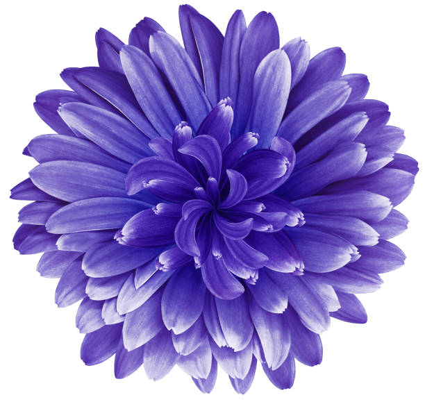 istock Purple  daisy flower  isolated on  a white background. No shadows with clipping path. Close-up. Nature. 1284759053