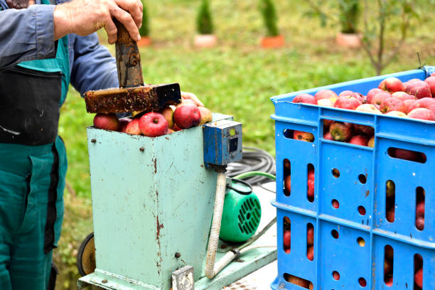 The fruit farmer crushing apples on a crush machine making  crushed apple stock photo
