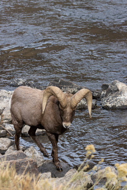 istock Waterton Bighorn 1284760223