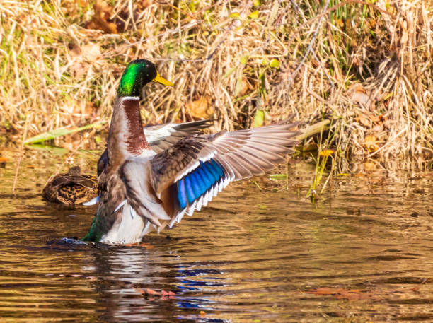 istock Male mallard duck flapping his wings 1284760390