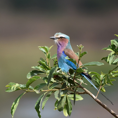 The lilac-breasted roller (Coracias caudatus) is an African bird of the roller family, Coraciidae.  It prefers open woodland and savanna.
