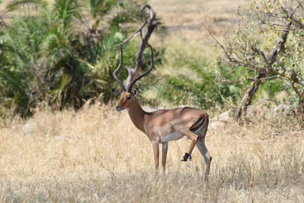 istock Injured male Impala with missing rear left foot 1284762351