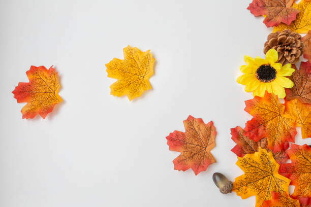 istock autumn elements like leaves, acorns and pine cones on white background 1284764215