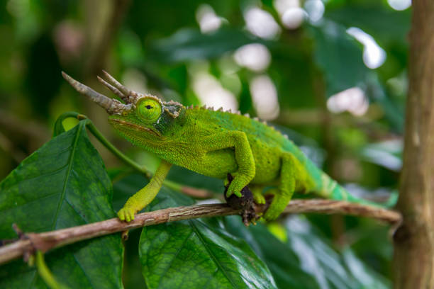 istock Chameleon climbing on a coffee tree in Kona Hawaii 1284765118