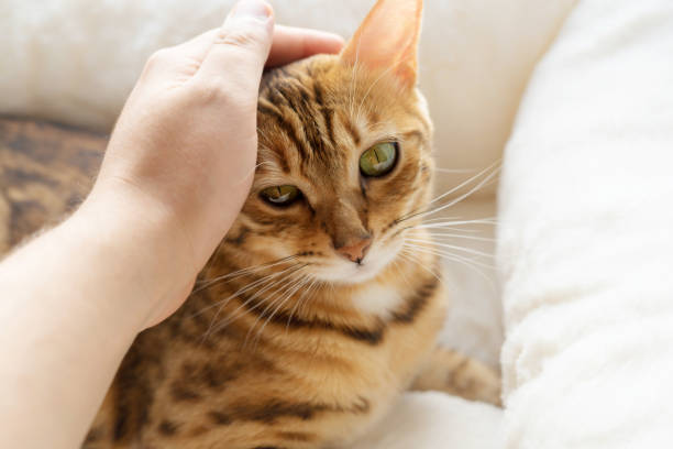 istock The domestic cat loves to be gently stroked. 1284765162