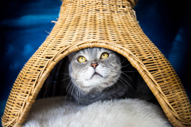 istock Big-headed obese cat in the bamboo basket ( hand made ) 1284766563