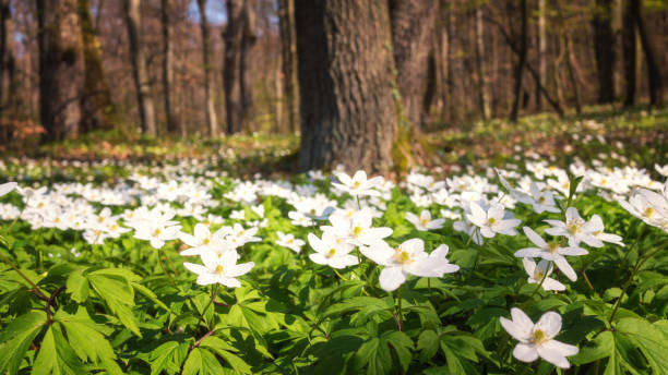 istock Anemone nemorosa white flowers in oak forest, spring landscape 1284766704