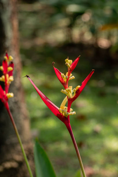 bellissimo fiore di eliconia. i nomi comuni per il genere includono fiore giamaicano nano, artigli di aragosta, picco di tucano, platains selvatiche o falso uccello del paradiso. - 2417 foto e immagini stock