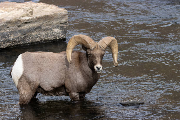 istock Waterton Bighorn 1284766950