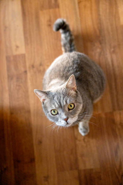 istock Big-headed obese cat looking up from the parquet floor 1284767116