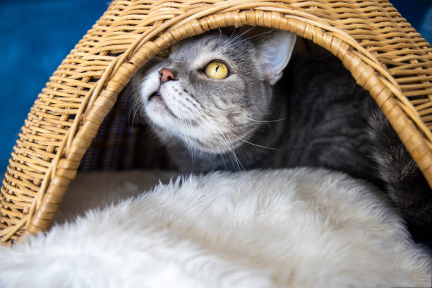 istock Big-headed obese cat in the bamboo basket ( hand made ) 1284767118