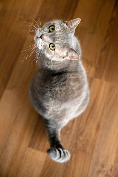 istock Big-headed obese cat looking up from the parquet floor 1284767999