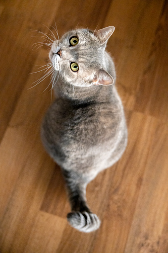 Studio portrait of a tabby cat with green eyes and white breast isolated on grey background. Cute domestic cat is looking away.