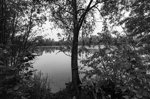 wild pond surrounded by black and white forests.