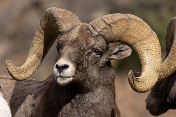 istock Waterton Bighorn 1284768226