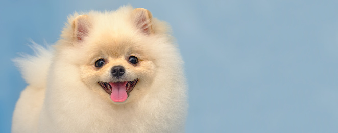 Cream Pomeranian stands close-up on a blue background. Beautiful hairstyle made in the salon for animals.