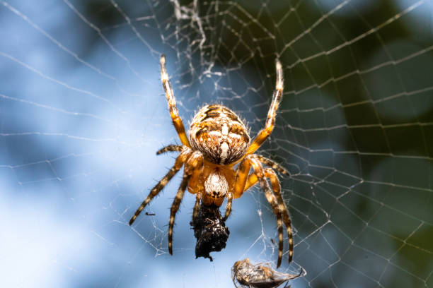 The spider's prey, stuck to its web, is now eaten, macro photo.