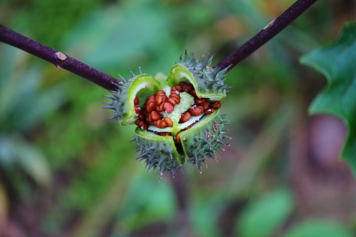 poisonous plant. brown seeds. fruits similar to a prickly cucumber. the plant is used to treat humans