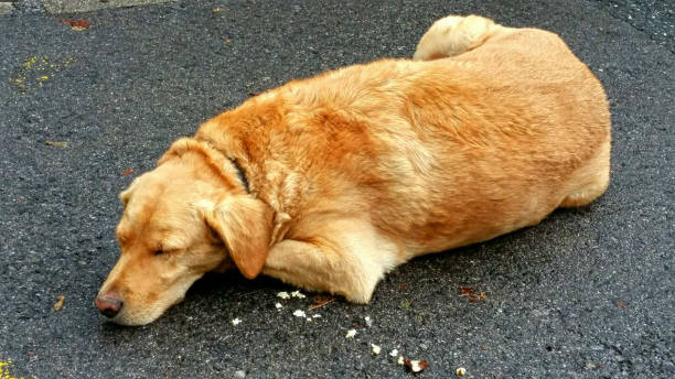 istock Golden Retriever dog 1284772264